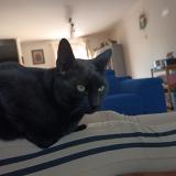 Picture of cat lost at Gisors