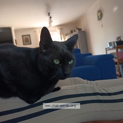 Photo 1/1 Prunelle Chat lost in Gisors