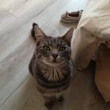 Picture of cat lost at Poitiers