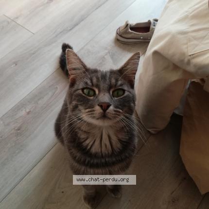 Photo 1/1 Smilou Chat lost in Poitiers