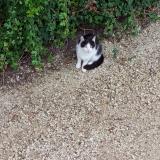 Picture of cat lost at Montceau Les Mines