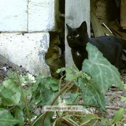 Photo 1/1 Found cat Found in Saint privat des pres