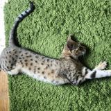 Picture of cat lost at Mouries