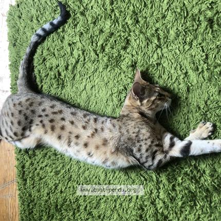 Photo 1/1 Flamme Chat lost in Mouries