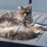 Picture of cat lost at Givrand