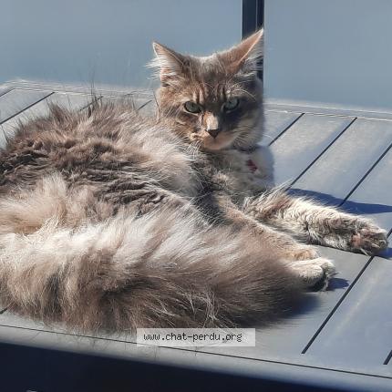 Photo 1/1 Oshy Chat lost in Givrand