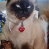 Picture of cat lost at Tarascon Sur Rhone