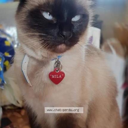 Photo 1/1 Mila Chat lost in Tarascon sur rhone