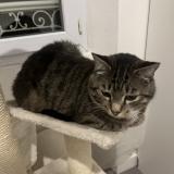 Picture of cat lost at 0rsay