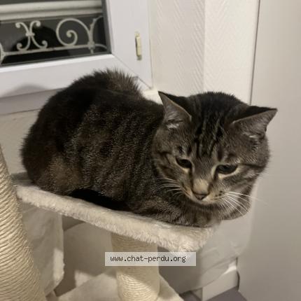 Photo 1/1 Mickey Chat lost in 0rsay