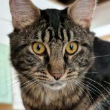 Picture of cat lost at Saint Leu D Esserent