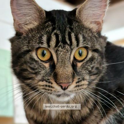 Photo 1/1 Winnie Chat lost in Saint leu d esserent