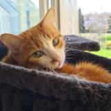 Picture of cat lost at Le Castellet