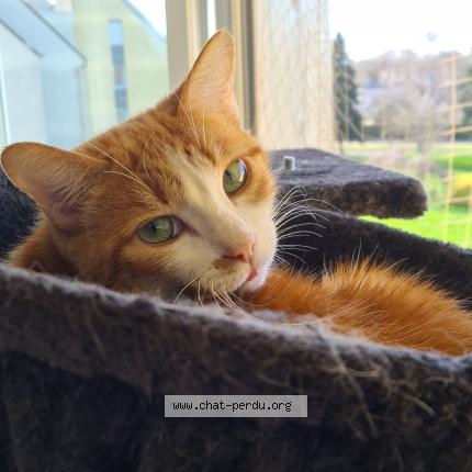 Photo 1/1 Rosie Chat lost in Le castellet