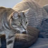 Picture of cat lost at Bray