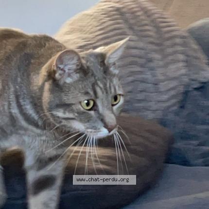 Photo 1/1 Rocky Chat lost in Bray