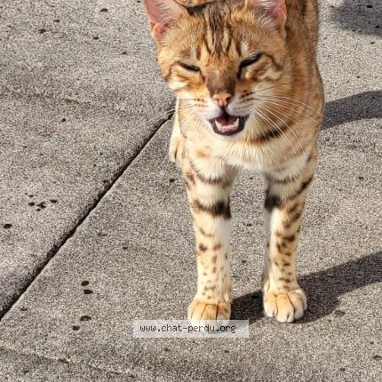 Photo 1/1 Sweet Chat lost in Gingsheim