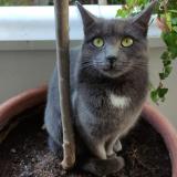 Picture of cat lost at Saint Denis