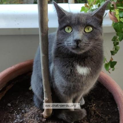 Photo 1/1 Sacha Chat lost in Saint denis