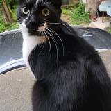 Picture of cat lost at Migne Auxances