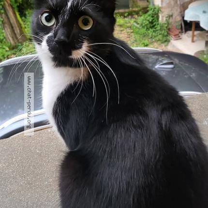 Photo 1/1 ULYSSE Chat lost in Migne auxances