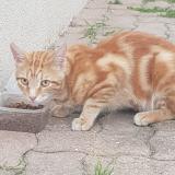 Picture of cat found at Argenteuil