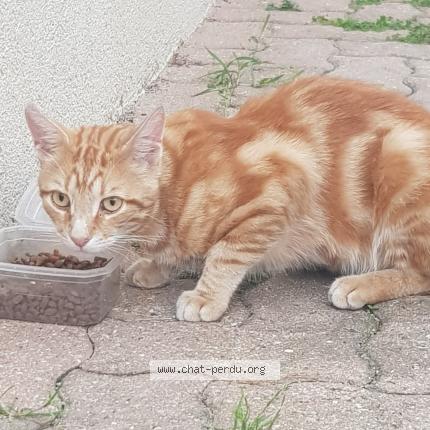 Photo 1/1 Found cat Found in Argenteuil