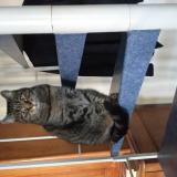 Picture of cat lost at Tregunc