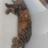 Picture of cat lost at Estinnes Au Mont