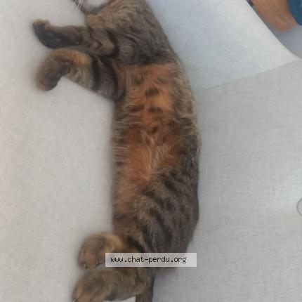 Photo 1/1 Horus Chat lost in Estinnes au mont