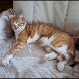 Picture of cat lost at Dijon