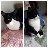 Picture of cat lost at Avignon