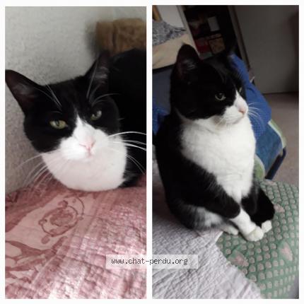 Photo 1/1 Canelle Chat lost in Avignon