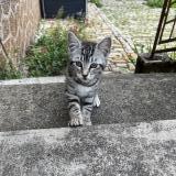 Picture of cat lost at Val De Meuse Montigny Le Roi