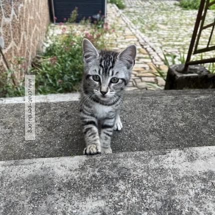 Photo 1/1 Pirouette Chat lost in Val de meuse montigny le roi