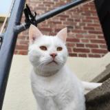 Picture of cat lost at Brionne