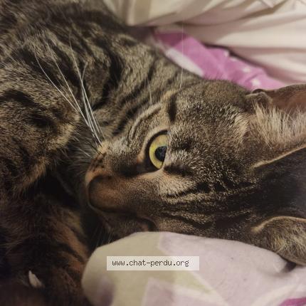 Photo 1/1 Reunited cat Lost in Orange