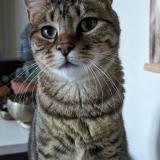 Picture of cat lost at Cabrieres D Avignon