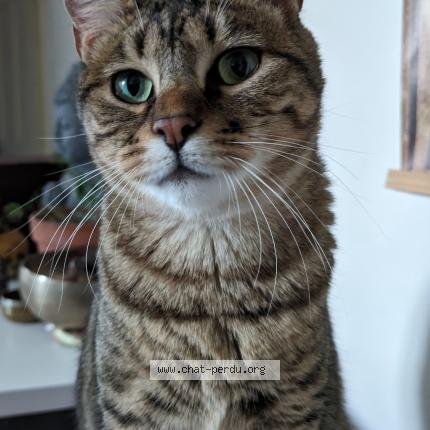 Photo 1/1 Perle Chat lost in Cabrieres d avignon