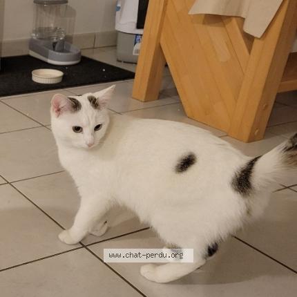 Photo 1/1 Duchesse Chat lost in Meung sur loire