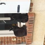 Picture of cat lost at Le Boullay Mivoye