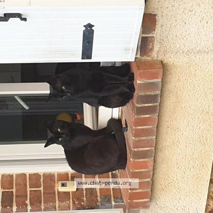 Photo 1/1 Minou Chat lost in Le boullay mivoye