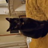 Picture of cat lost at Villemoustaussou