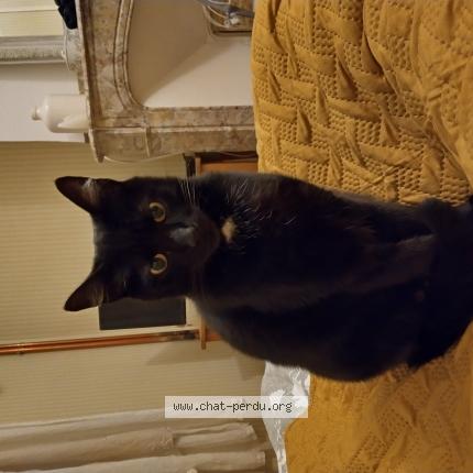 Photo 1/1 Blacky Chat lost in Villemoustaussou