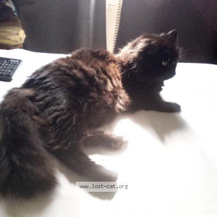 Photo 1/1 Murchik Chat lost in Chertsey