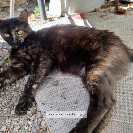 Photo 1/1 Isis Chat lost in Juvignac