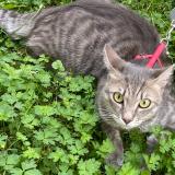 Picture of cat lost at Nevez Port Manec H