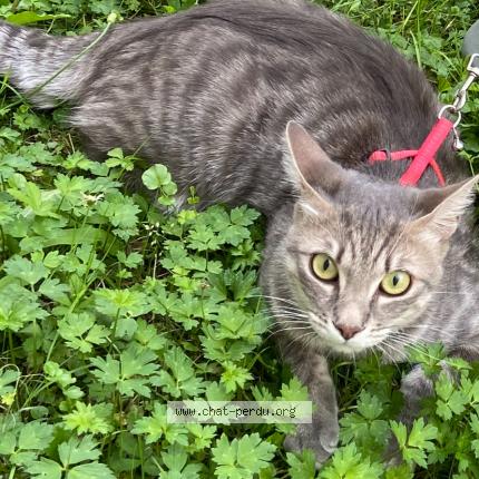 Photo 1/1 Tylou Chat lost in Nevez port manec h