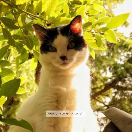 Photo 1/1 Daisie Chat lost in Orleans