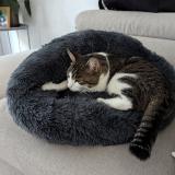 Picture of cat lost at Cauvigny